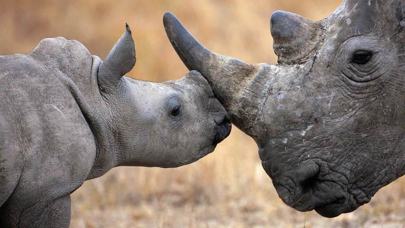 Saving The Rhino – Rhino Force Bracelet 3